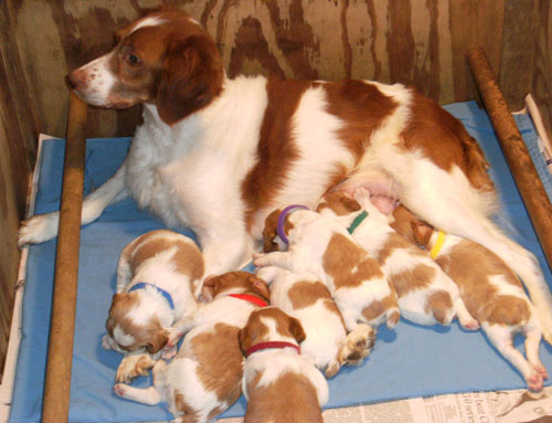 Lilly Roc puppies May 10